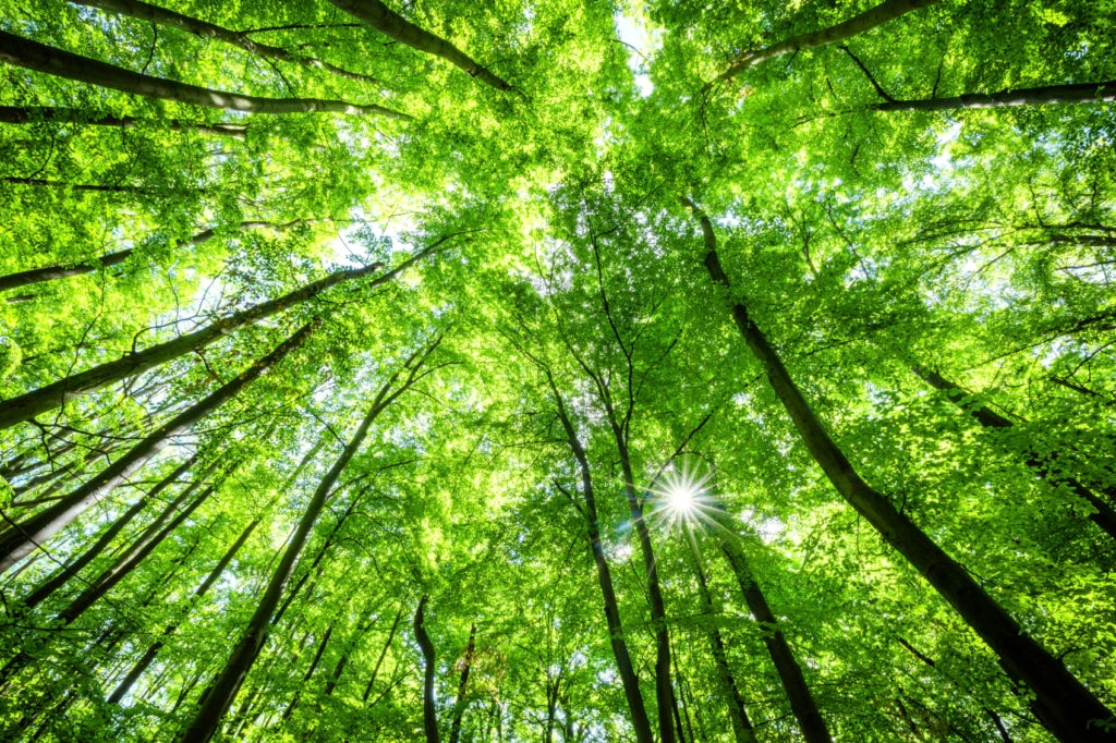Sustainability ecology green investment nature trees resource Picture of Sustainability ecology green nature investment trees resource BBVA