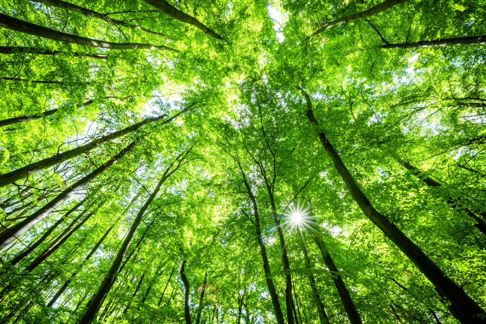 Sustainability ecology green investment nature trees resource