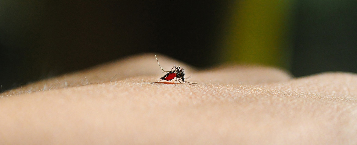 picture of vaccinations mosquito yellow fever america travel tourism bbva
