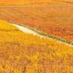 Picture of wine route landscape wheat field nature resource santa cruz chile BBVA