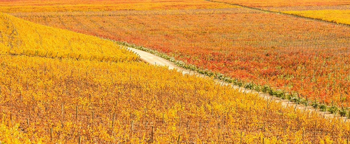 Picture of wine route landscape wheat field nature resource santa cruz chile BBVA