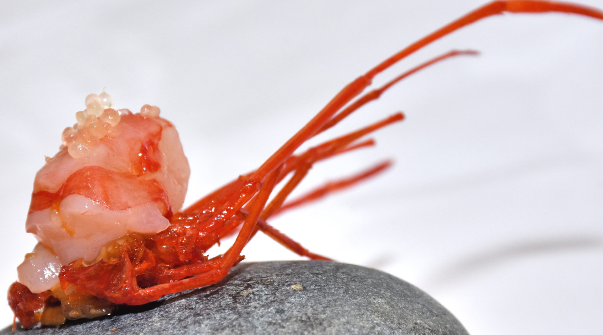 Picture of Spicy crawfish Hong Kong menu BBVA Celler Tour 2016