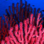 coral_red gorgonian _UB