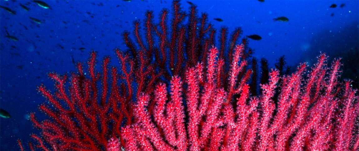Deep Sea Corals: red gorgonian coral_red gorgonian _UB