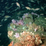Hydrocoral and squarespot rockfish on Cortes Bank_ NOAA
