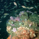 Hydrocoral and squarespot rockfish on Cortes Bank_ NOAA Hydrocoral and squarespot rockfish on Cortes Bank_ NOAA