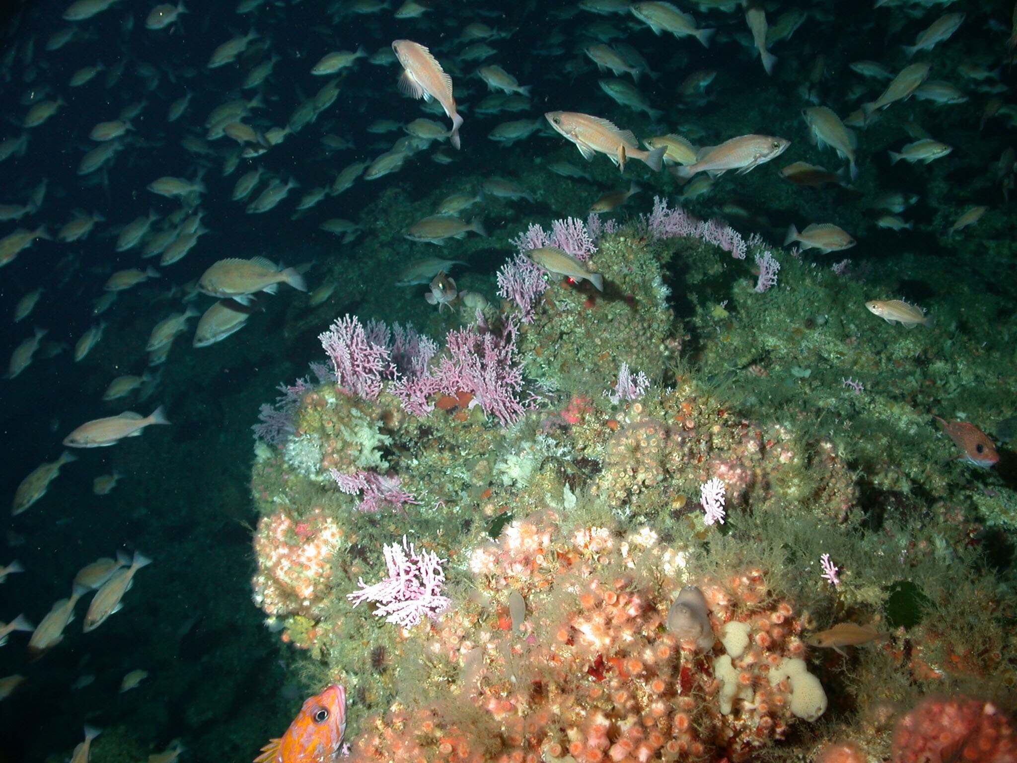 Hydrocoral and squarespot rockfish on Cortes Bank_ NOAA Hydrocoral and squarespot rockfish on Cortes Bank_ NOAA