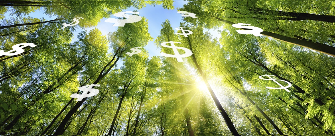 green forest and dollar symbol